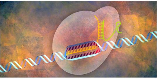 CRISPR Webinar – Easy and Efficient Genome Modifications