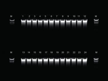 MagSep Reagent Kits